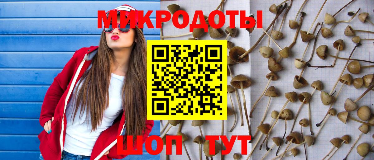 Галлюциногенные грибы Psilocybe Брянск